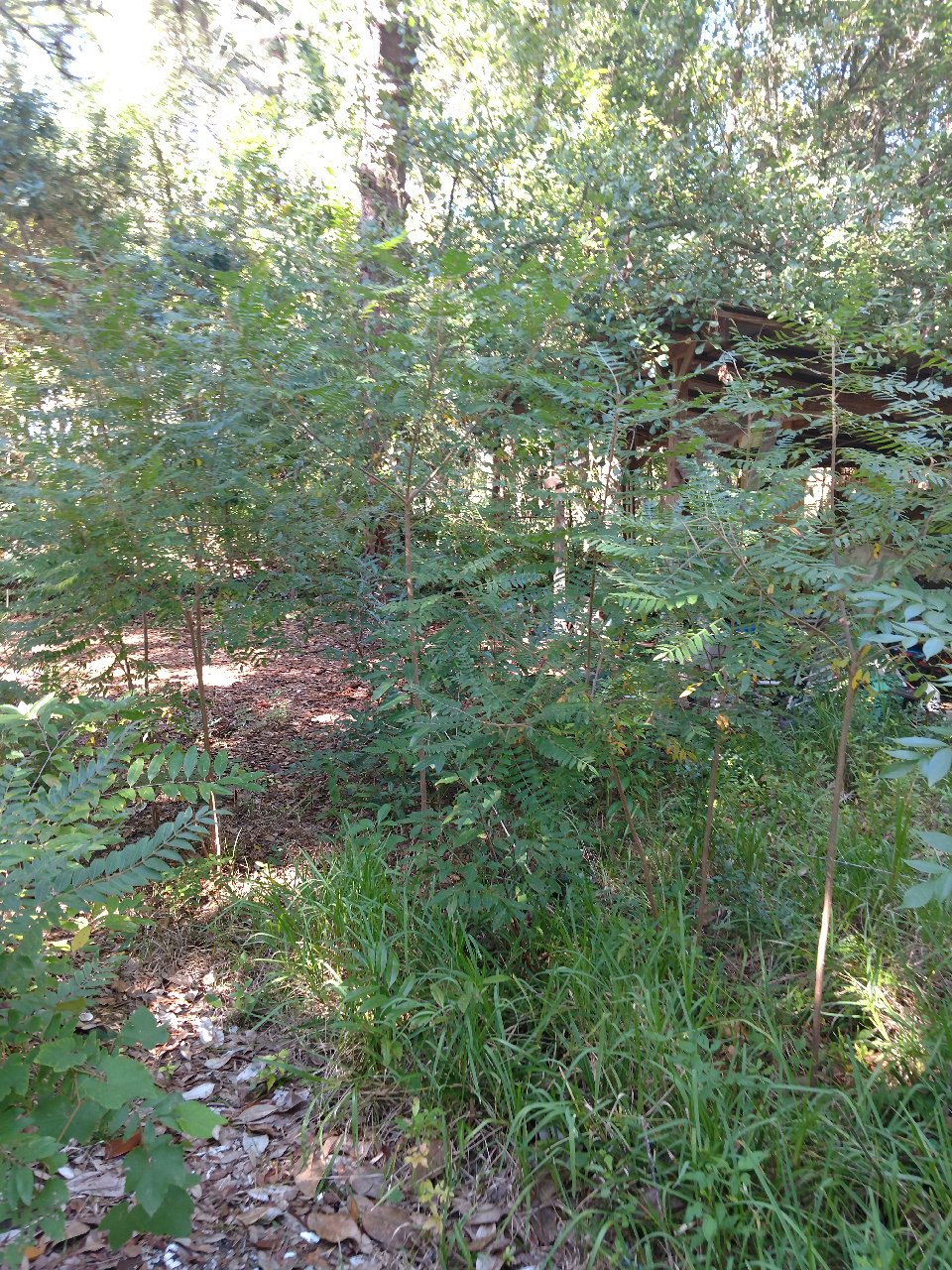 IMG_20201024_133449122.jpg