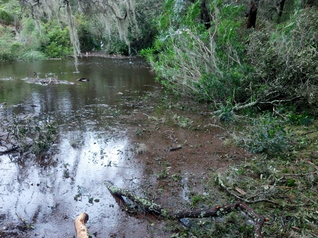 2017Irma0013.jpg