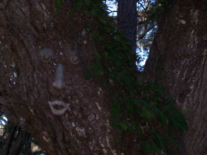 2006-01-100treeface.jpg
